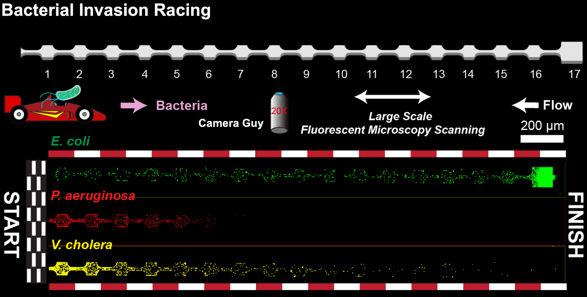 Multiflagellarity bacteria