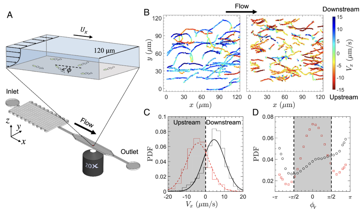 PNAS 2024 figure: bacterial rheotaxis in non-Newtonian fluids