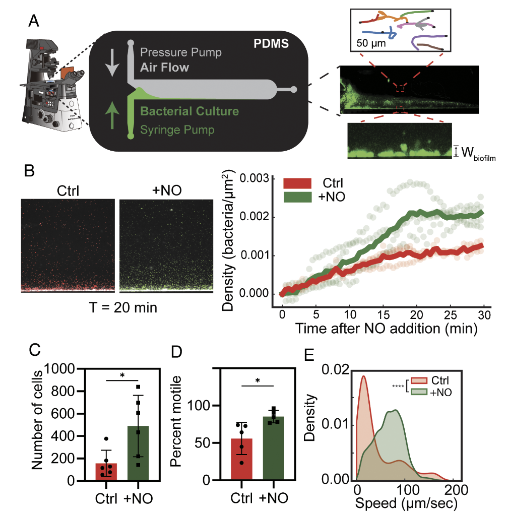 PNAS 2025 figure: nitric oxide accelerates biofilm dispersal in V. cholerae